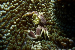 Crab